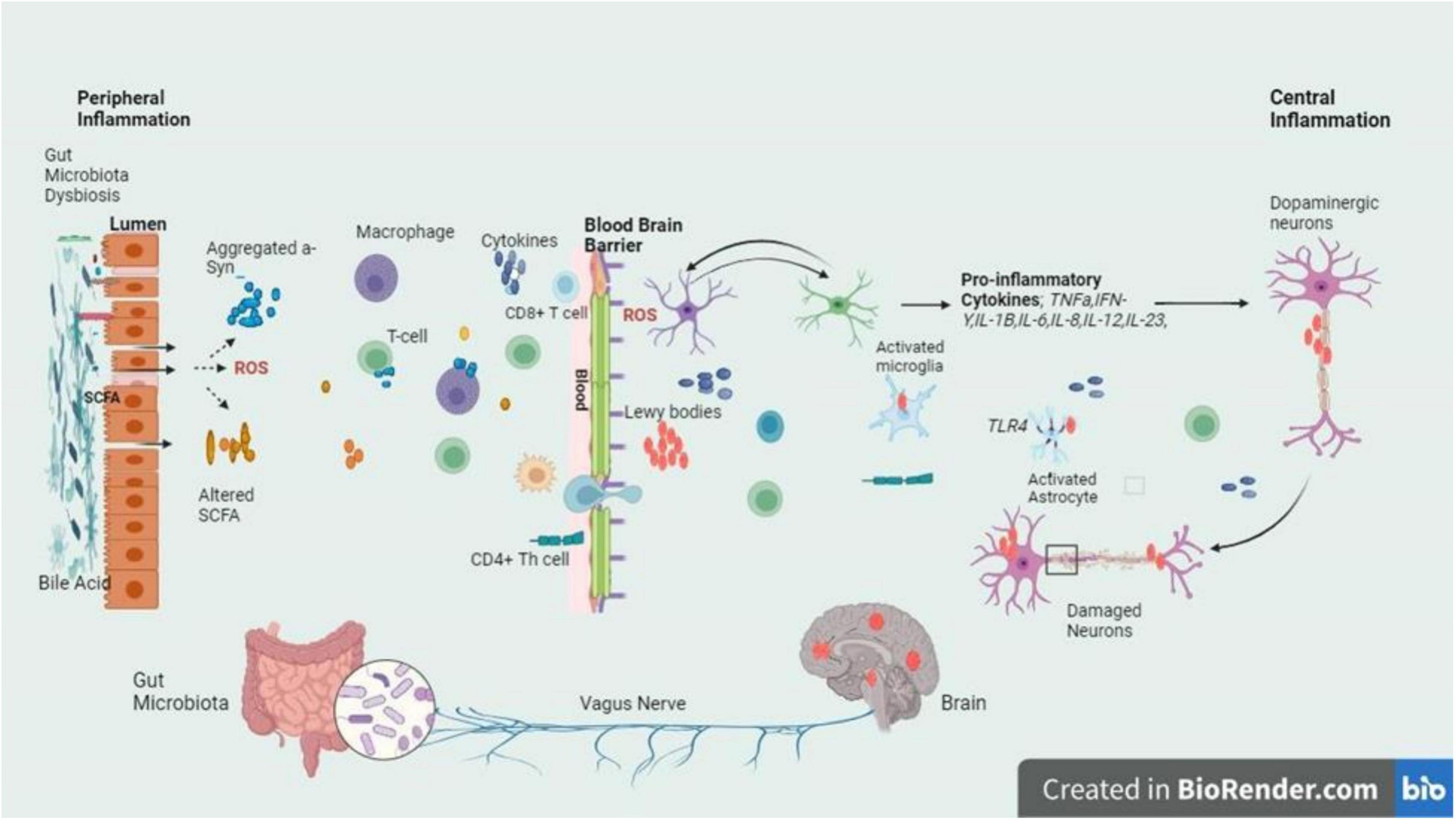 圖3：圖中的信號通路描繪了帕金森病腸道軸和大腦軸之間錯綜復雜的關系，重點是腸道內腔和BBB的菌群失調引發的炎癥級聯反應