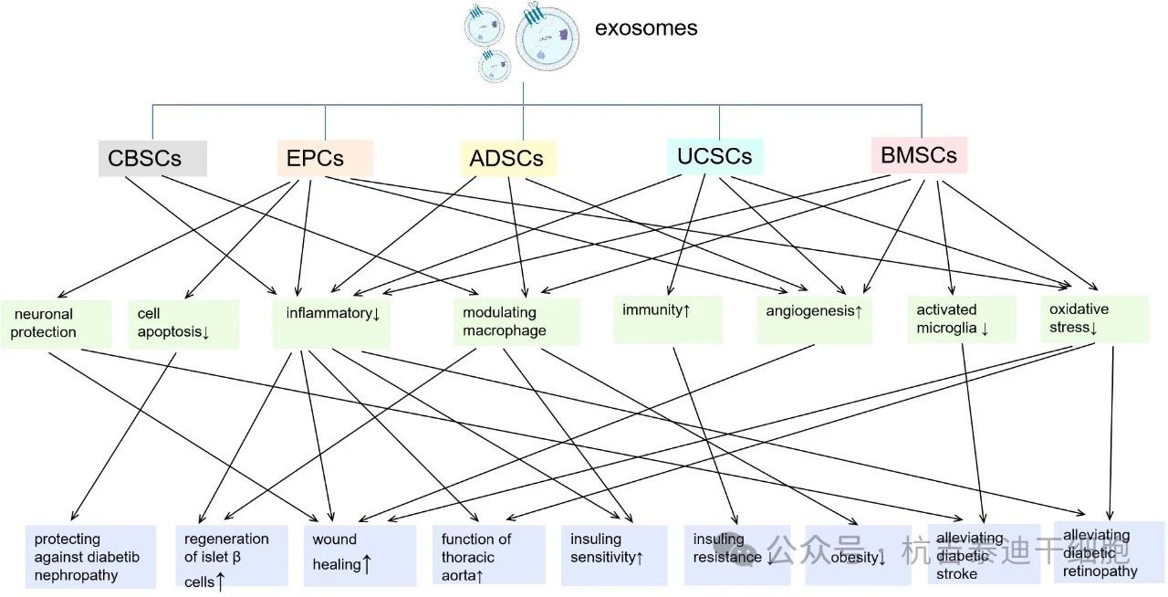 圖2：來自不同種類干細胞的外泌體及其對糖尿病炎癥/免疫調節作用的主要機制。
