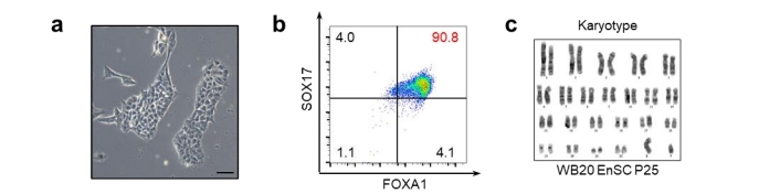 Enscs的形態(tài)、FACS的結(jié)果、WB20EnSC系的染色體分型結(jié)果