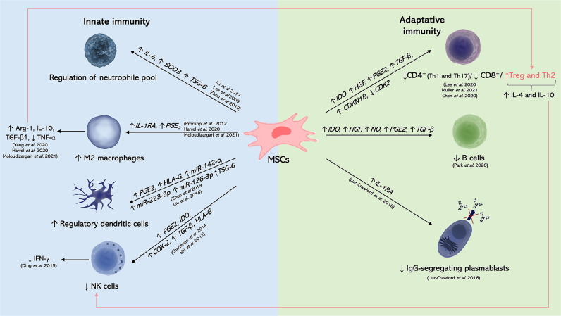 圖1：MSC分泌組的先天免疫反應(yīng)