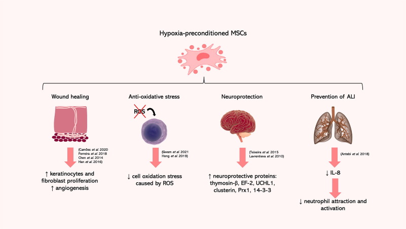 圖2：缺氧預(yù)處理的MSC