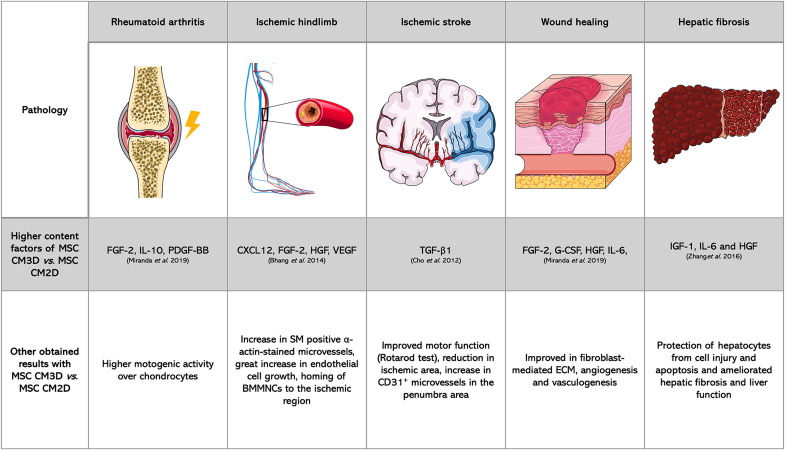 圖3：3D培養(yǎng)預(yù)處理MSC