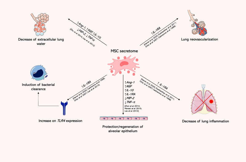 圖4：MSC分泌組在再生醫(yī)學(xué)中的應(yīng)用