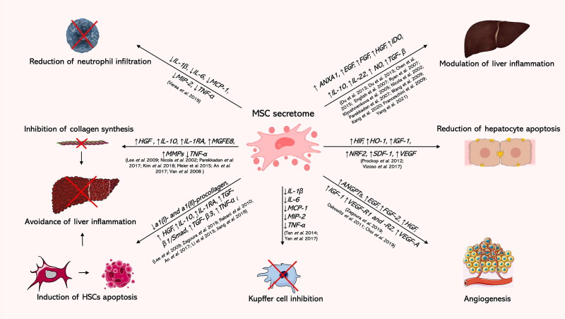 圖5：間充質(zhì)干細(xì)胞分泌組在呼吸系統(tǒng)疾病中的作用