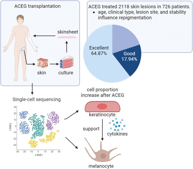 ACEG在治療節段性白癜風、下肢病變、年齡≤18、穩定期>3年方面表現出更好的效果