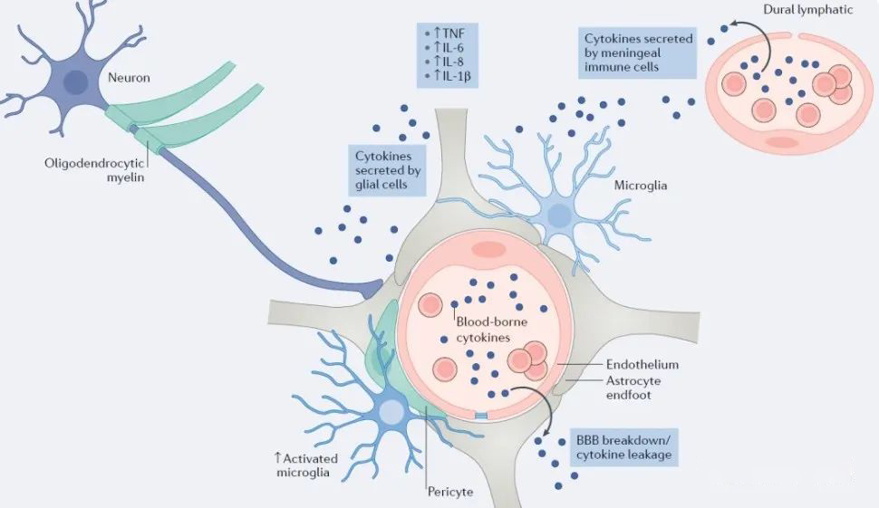 ▲從細胞學(xué)上看：抑郁癥的出現(xiàn)與小膠質(zhì)細胞數(shù)量減少有關(guān)