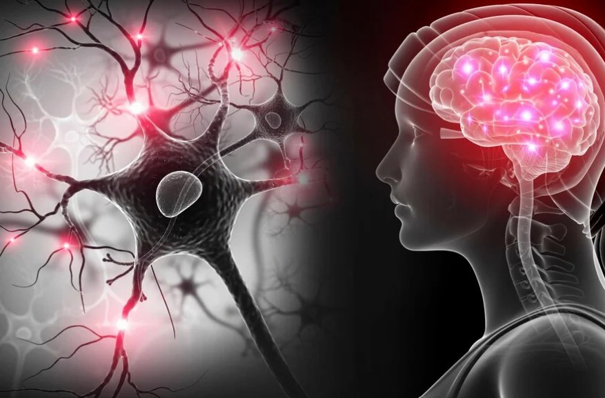 干細(xì)胞移植治療神經(jīng)系統(tǒng)疾病的現(xiàn)狀和未來(lái)展望