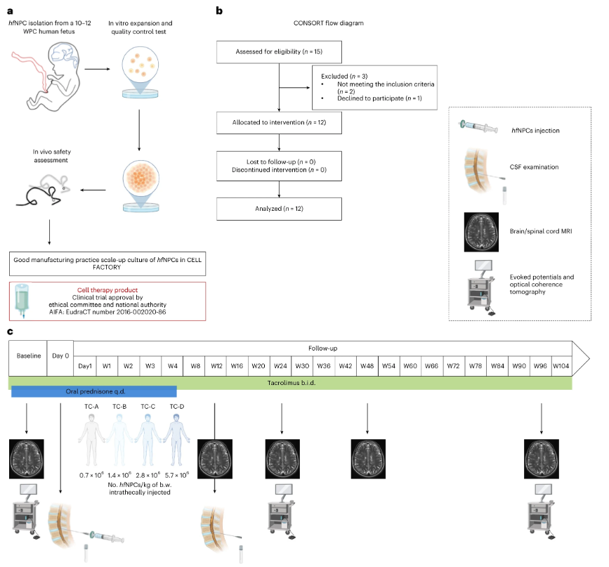 來源于人類胎兒的神經干細胞/前體細胞