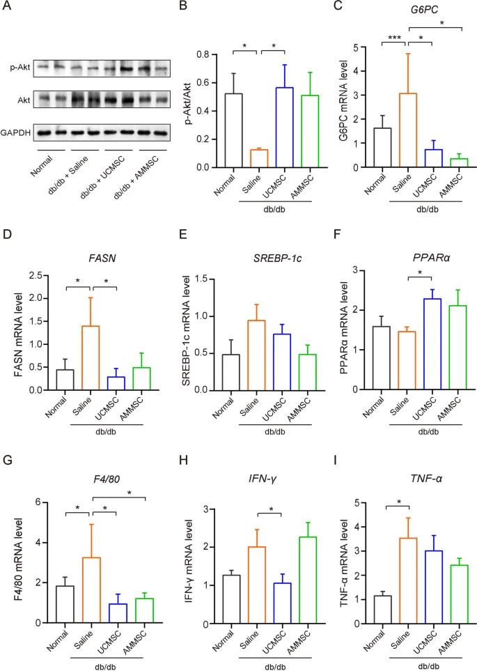 圖3：MSC給藥改善了Akt磷酸化和糖脂代謝功能障礙，并減少了肝臟炎癥。