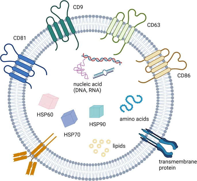 圖3:外顯子組的特征。 圖3:外顯子組的特征。