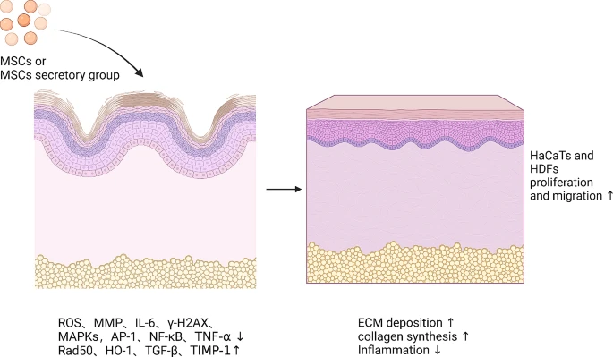 圖7:間充質(zhì)干細(xì)胞促進皮膚年輕化的機制 圖7:間充質(zhì)干細(xì)胞促進皮膚年輕化的機制