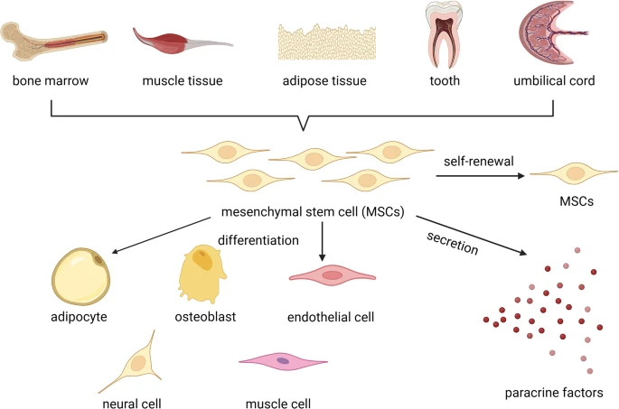 間充質(zhì)干細(xì)胞分化示意圖