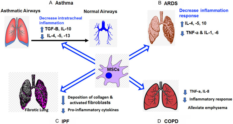圖1：MSCs在主要肺部疾病和病癥中的主要功能總結(jié)。