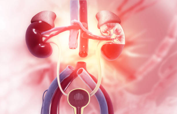 急性腎小管壞死-病因、癥狀、診斷和治療