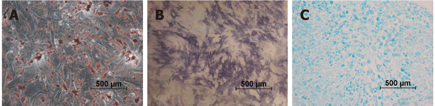 圖1：第2代尿源干細胞的分化特征。