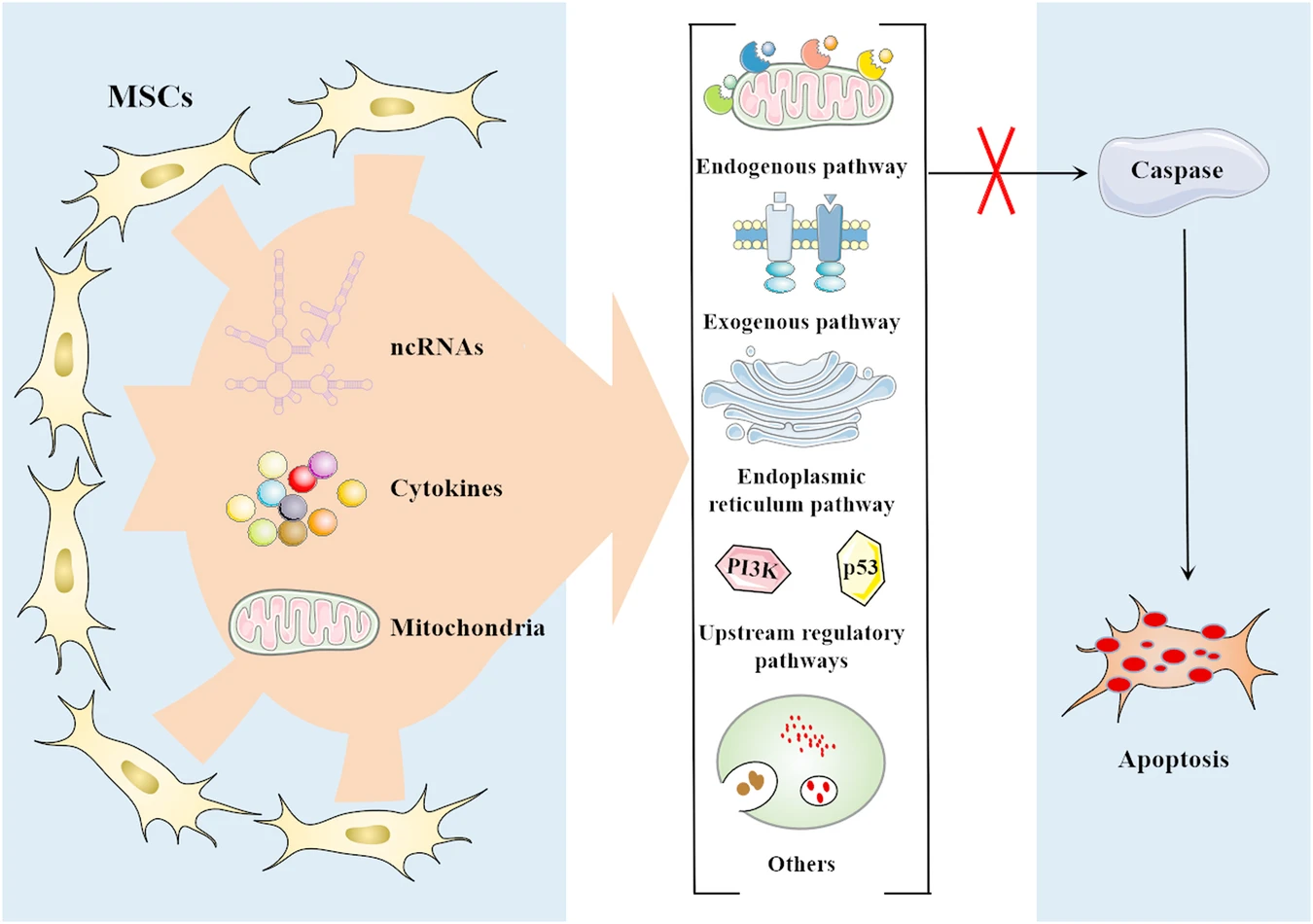 圖2：間充質(zhì)干細胞 (MSC) 通過靶向多種途徑抑制細胞凋亡