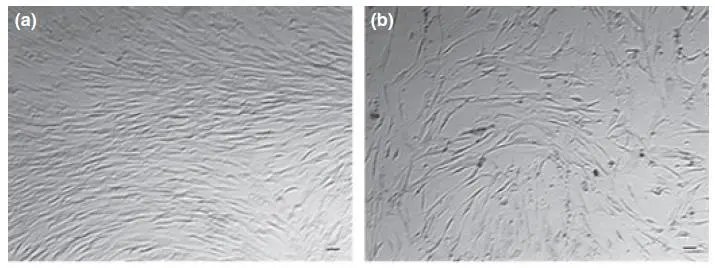 △培養(yǎng)基中培養(yǎng)14天后，年輕組（19-40），中年齡組（41-60）和老年組（61-89歲）的干細(xì)胞計(jì)數(shù)對(duì)比