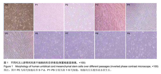 不同代次人臍帶問(wèn)充質(zhì)于細(xì)胞的形態(tài)學(xué)表現(xiàn)