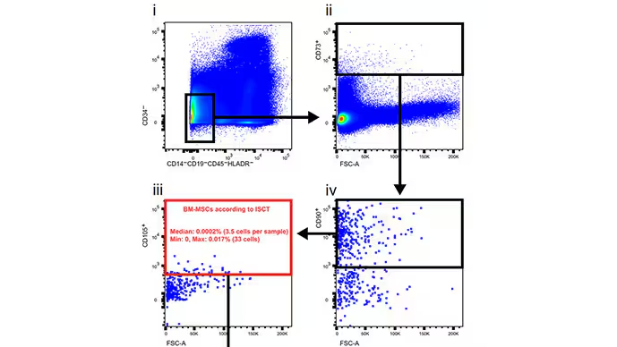 研究人員通過一系列步驟篩選數據，在骨髓漿中尋找這些干細胞。他們找到了 3.5 個。?