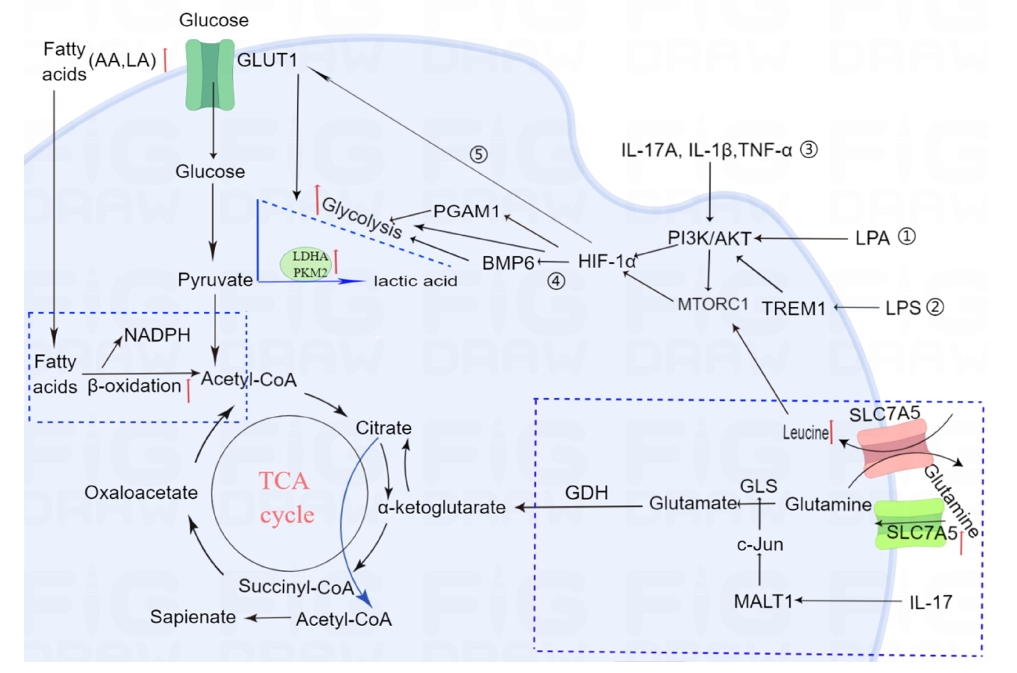 圖1：牛皮癬患者角質(zhì)形成細胞的代謝途徑發(fā)生改變。