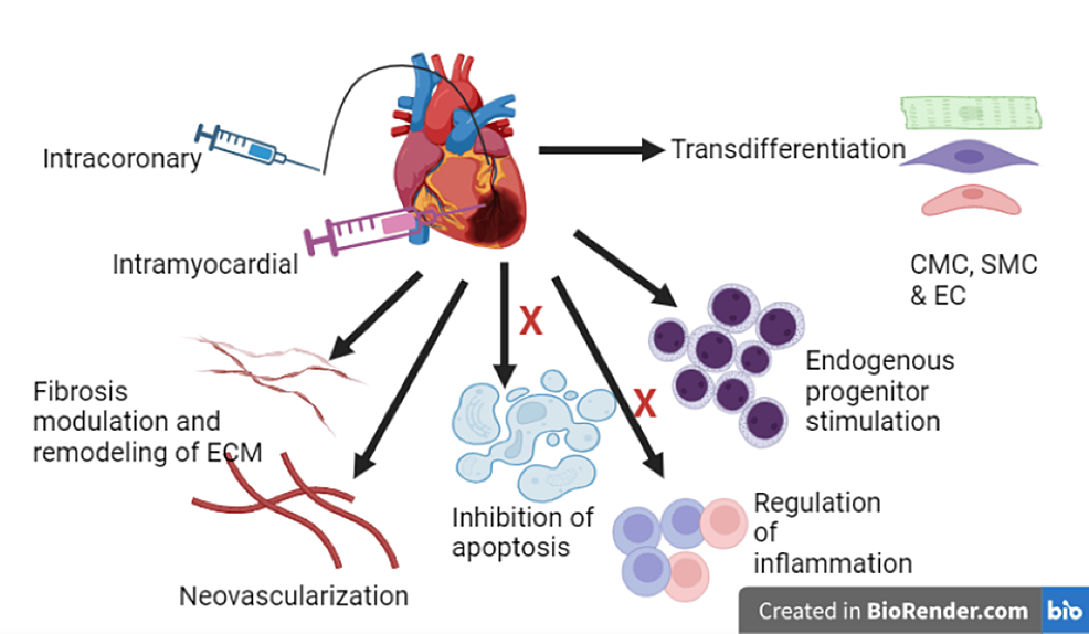 圖3：干細胞治療心血管疾病