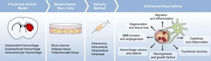 間充質(zhì)干細(xì)胞治療對出血性腦卒中患者來說既安全又可耐受