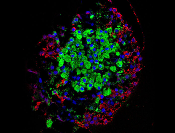分離的胰島。胰島產(chǎn)生的激素由幾種細(xì)胞直接分泌到血流中，包括β細(xì)胞（綠色）和α細(xì)胞（紅色）。