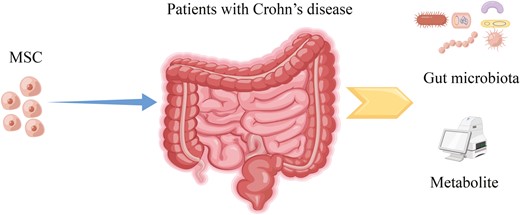 間充質干細胞治療克羅恩病的機制圖