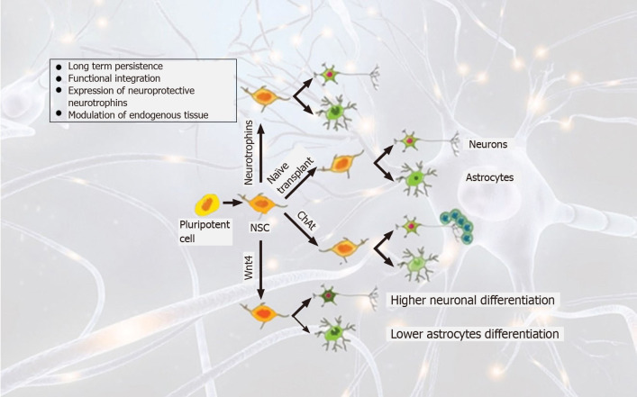 圖2：帕金森病中的干細胞譜系和移植策略概述。