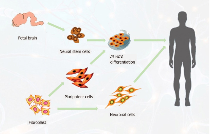 圖3：針對中風患者的神經干細胞可能來源示意圖。