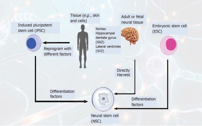 圖4：通過不同方法生成神經干細胞以治療神經退行性疾病的示意圖。
