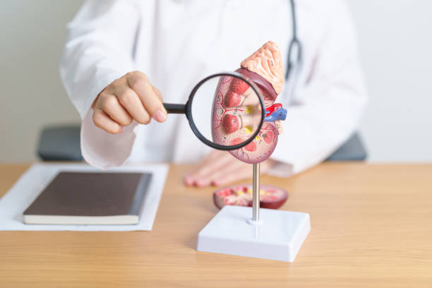 干細胞治療急性腎損傷中的應用——當前可用數據和未來展望