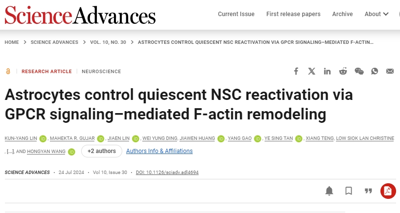 星形膠質(zhì)細胞通過 GPCR 信號介導的 F-肌動蛋白重塑控制靜止 NSC 再激活