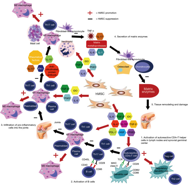 圖3：MSC在關節炎中在多個細胞信號傳導水平上發揮作用。