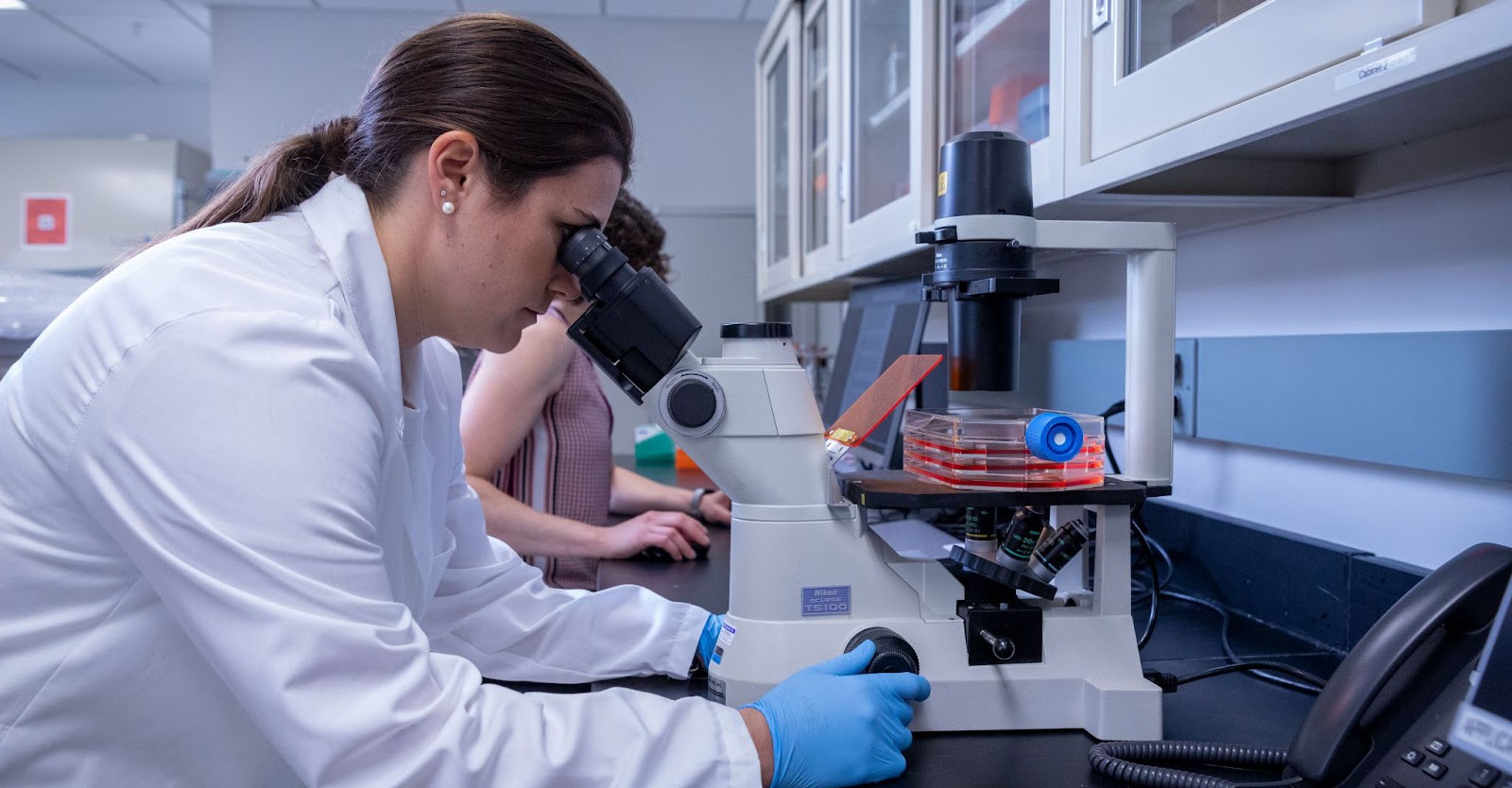 在干細(xì)胞用于治療之前，必須對其進(jìn)行適當(dāng)?shù)募せ詈团囵B(yǎng)。