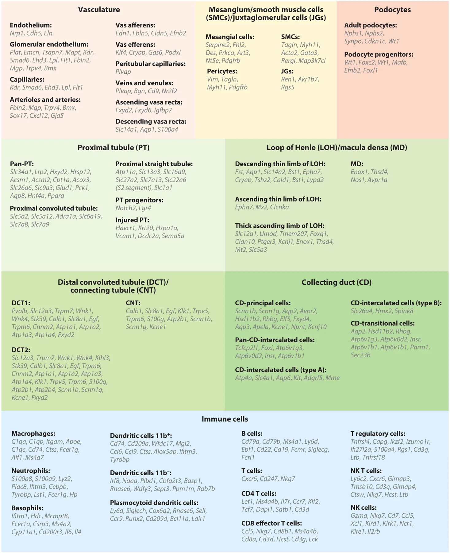 圖4：腎臟上皮細(xì)胞、內(nèi)皮細(xì)胞和免疫細(xì)胞的細(xì)胞類型特異性標(biāo)記基因