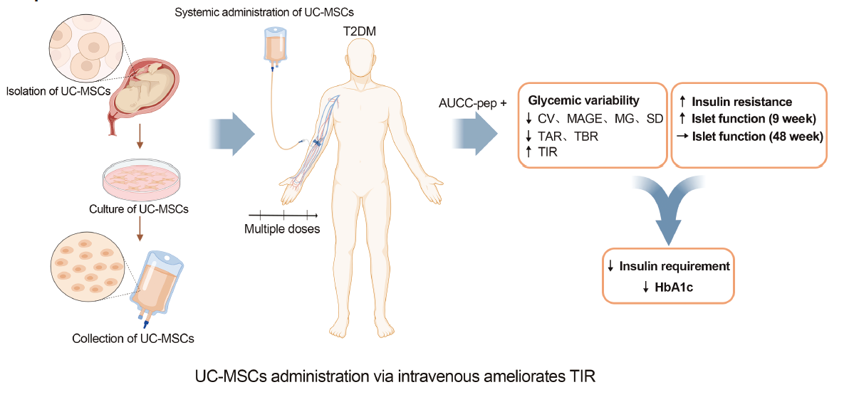 通過靜脈注射間充質干細胞可以改善葡萄糖目標范圍內時間