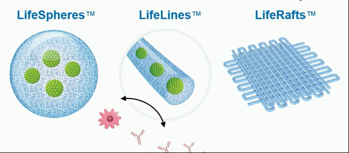 在移植過程中支持（通過營養和氧氣轉移）和保護（通過免疫逃避）β細胞。