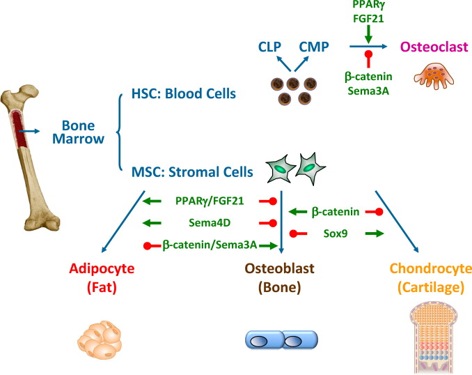 骨髓間充質(zhì)干細胞的來源、特性、作用是什么? 骨髓間充質(zhì)干細胞的來源、特性、作用是什么?