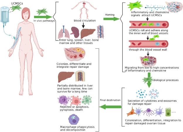 一、什么是臍帶間充質干細胞？