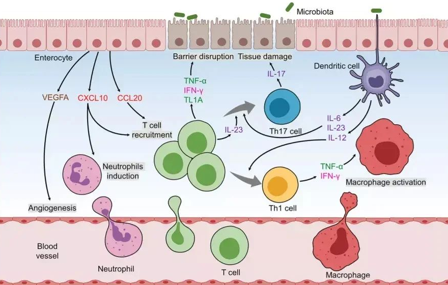 臍帶間充質(zhì)干細胞