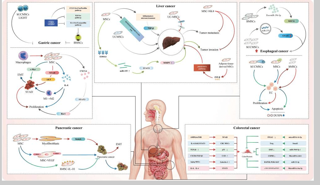 消化系統(tǒng)疾病如何治療？間充質(zhì)干細(xì)胞治療的案例有哪些？