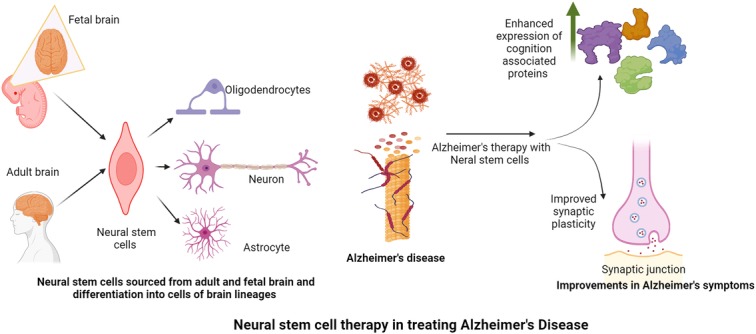 圖2：神經干細胞在改善阿爾茨海默病癥狀中的作用。