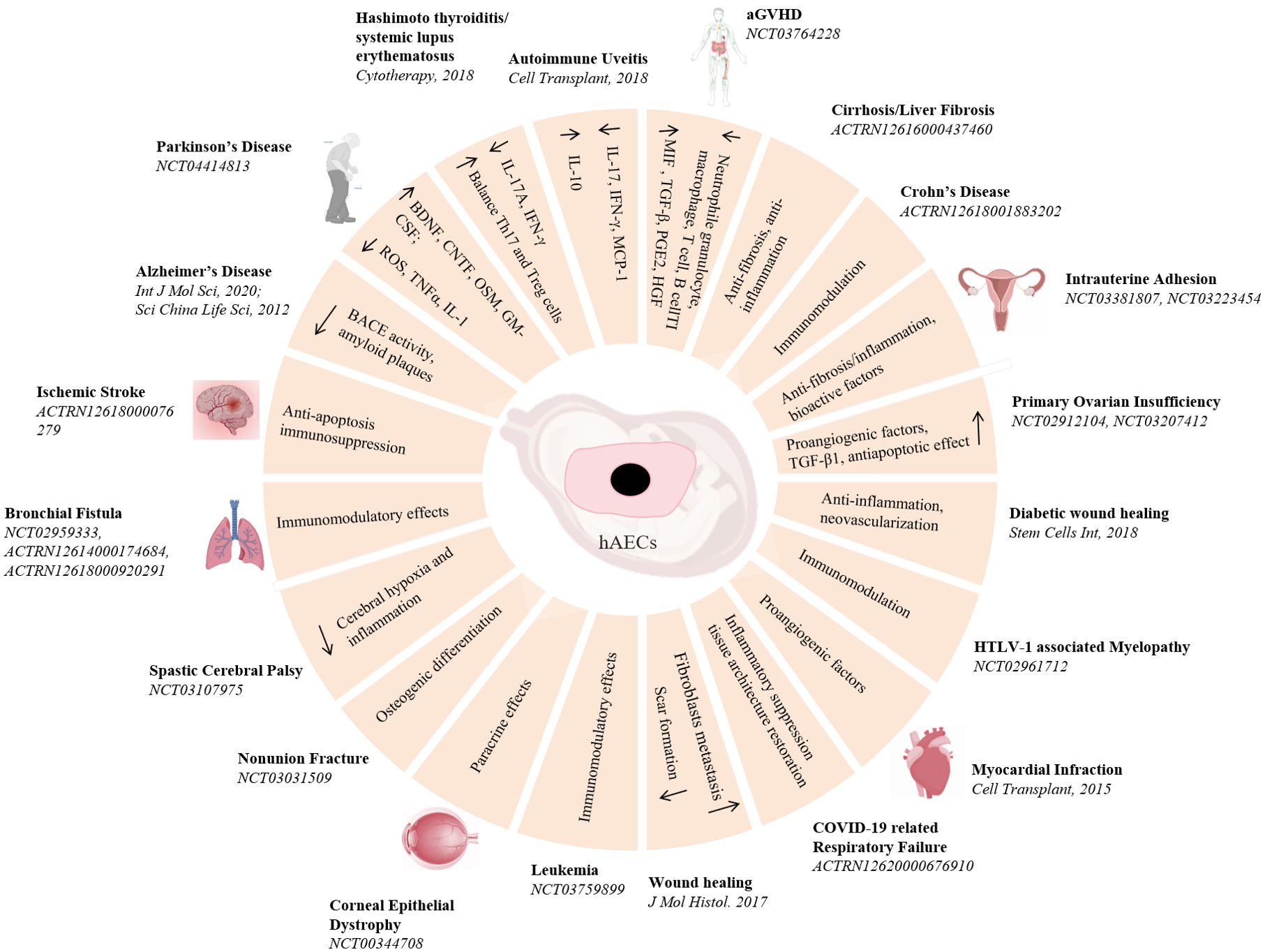 圖3：hAECs在疾病治療中的臨床前和臨床研究。hAECs在各種疾病治療中的示意圖和潛在的機制。
