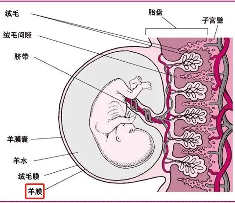 作用堪比全能干細胞，重新認識人羊膜上皮細胞的細胞特性及其治療應用