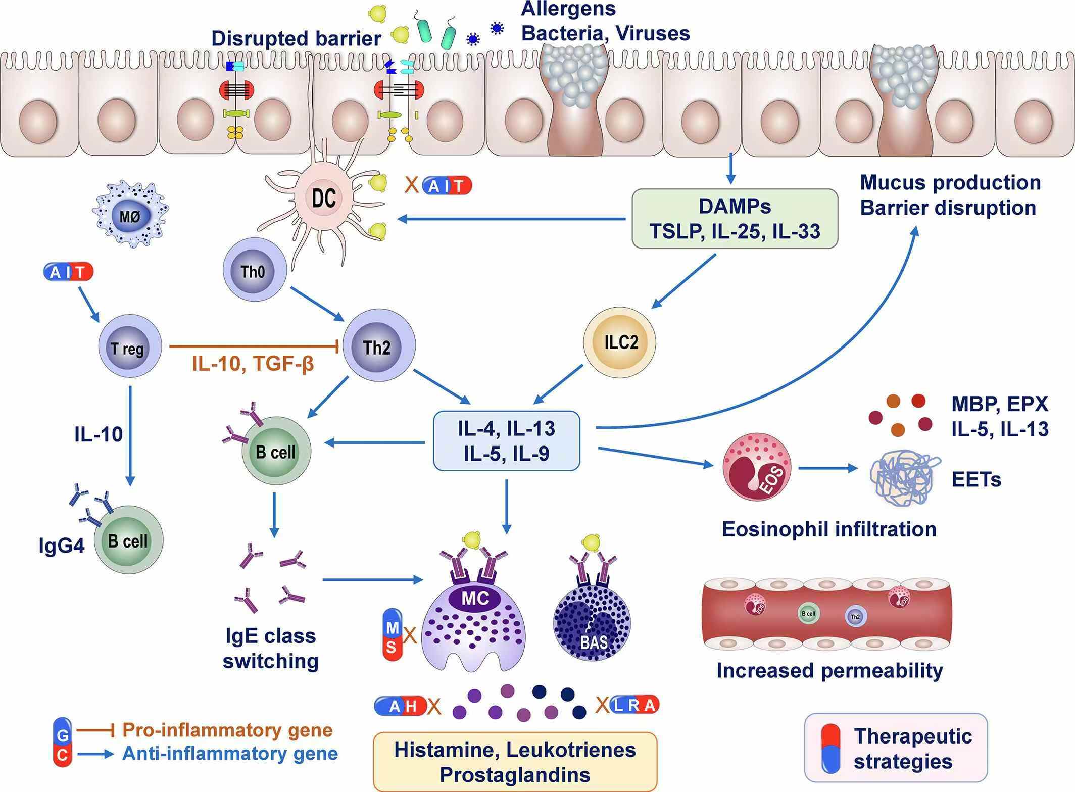 圖1：過敏性鼻炎的免疫反應和治療方法。