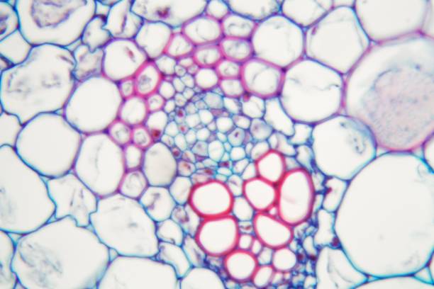 什么是間充質干細胞 (MSC)？
