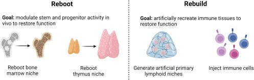 圖3：再生老化和受損免疫器官的兩種方法，包括重啟患者自身的免疫系統(tǒng)和通過人工補(bǔ)充重建患者的免疫系統(tǒng)