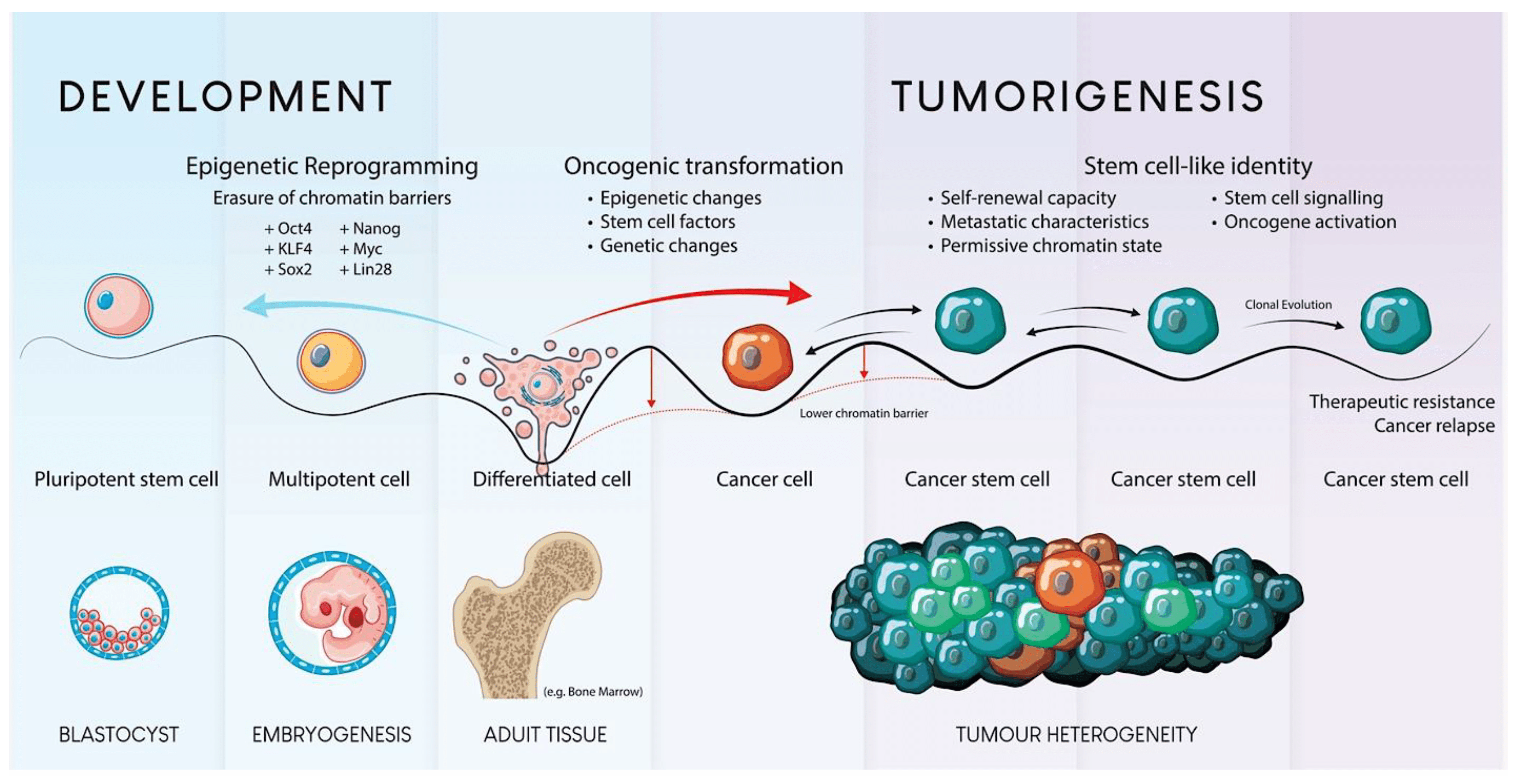 圖1.?干細胞發育和腫瘤發生的示意圖。
