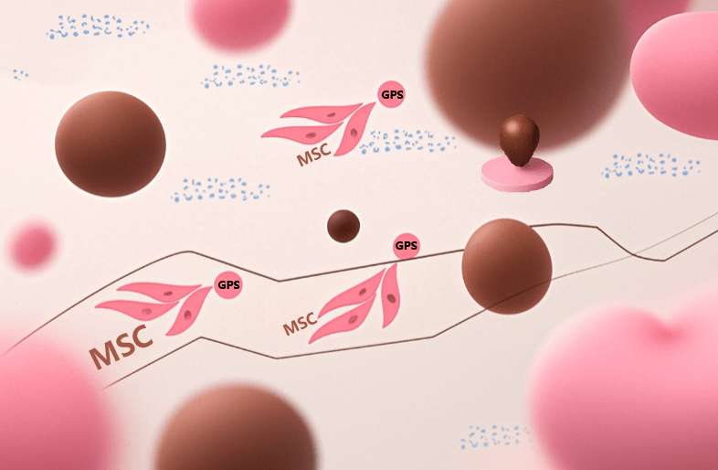 干細胞治療后為啥效果不一？是什么原因導致的？